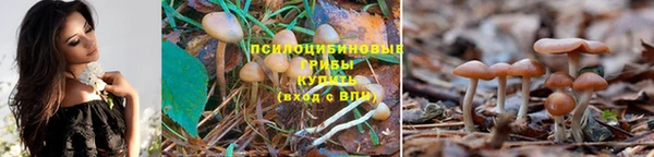 ГАЛЛЮЦИНОГЕННЫЕ ГРИБЫ Няндома